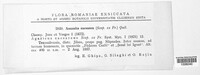 Amanita caesarea image